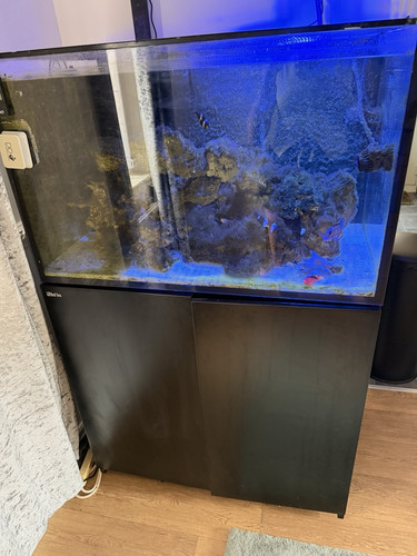 Red sea marine glass fish - glass, tank