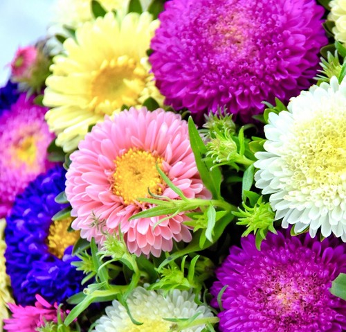 Aster duchess double flower - duchess,