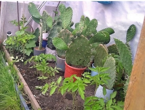 Opuntia indica prickly pear - opuntia,