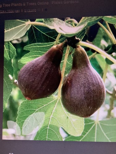 Brown turkey fig ficus - fig, carica
