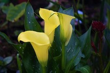 Zantedeschia elliottiana Calla