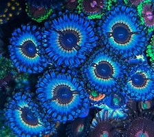 Sonic Flare zoanthid / zoa / zoas / paly /Soft Coral / Frag 5 Polyp / easy