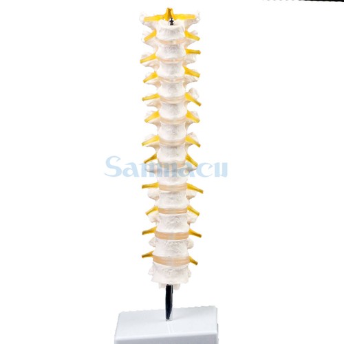 Lifesize human thoracic - human,