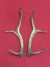 PAIR OF FALLOW DEER ANTLER