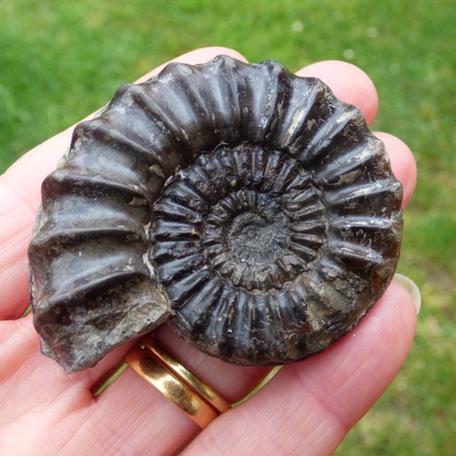 Jurassic fossil ammonite - fossil,
