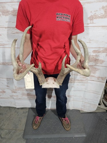 Wild point whitetail deer - 8,