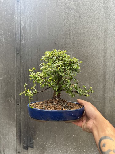 Ulmus parvifolia chinese - parvifolia,