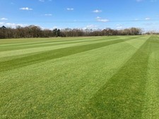 60 ROLLS OF LAWN TURF DIRECTLY