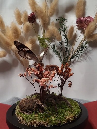 Dome display tarantula and - display,