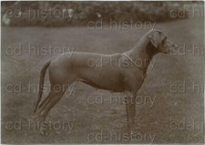Weimaraner Dog Poses In Garden c1900s Photo