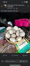 Peking Fertile Duck Eggs
