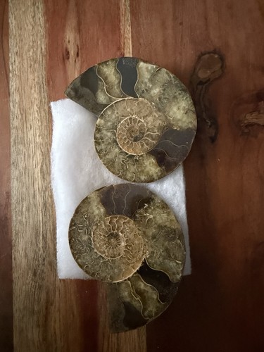 Pair polished ammonite - polished,