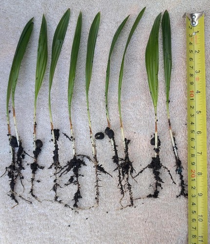 Palm tree seedlings - palm,