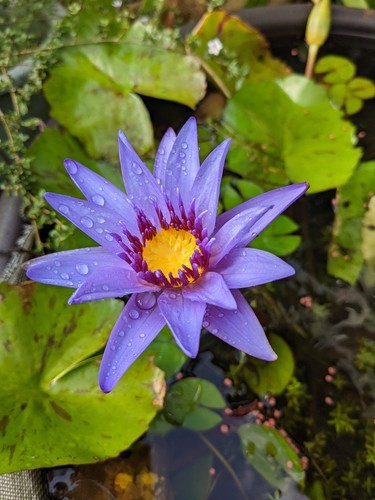 Nymphaea stellata bulb - stellata,