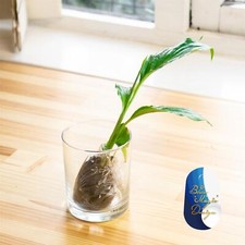 3 Peace lily bare root cutting