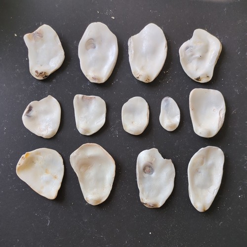 Oyster shell tops bottoms - shell, 13
