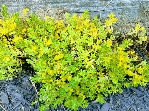 Creeping sedum cuttings - sedum,
