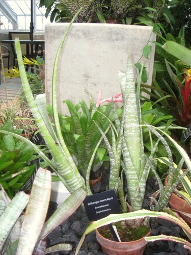 Caribbean striped billbergia - striped,