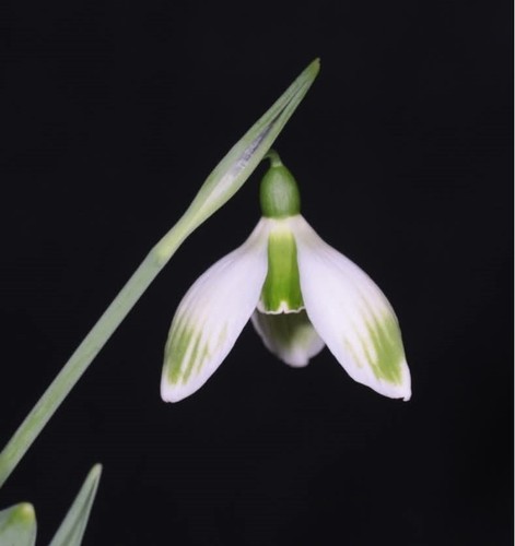 Galanthus rising sun - galanthus,