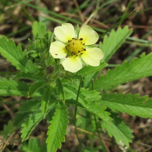Potentilla recta 100 seeds - recta,