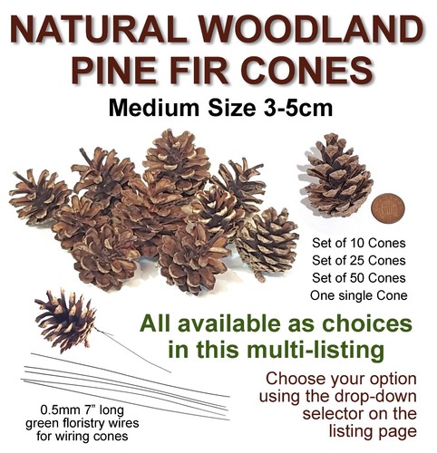 Medium real pine - real, cones