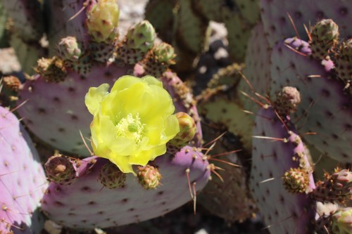 Succulents prickly pear - ,