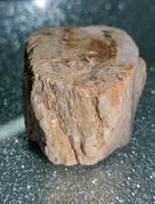 X1 Chunky Petrified Wood From