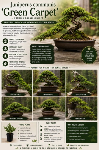 Juniper bonsai starter tree
