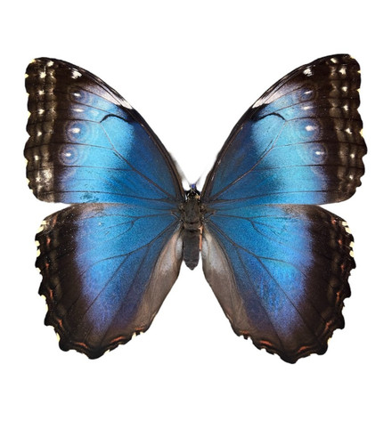 Morpho helenor papered - morpho,