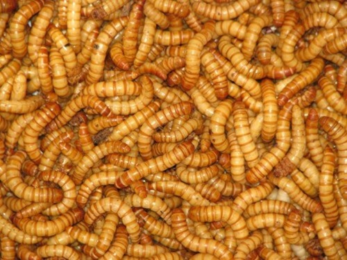 Live giant mealworms free - live,