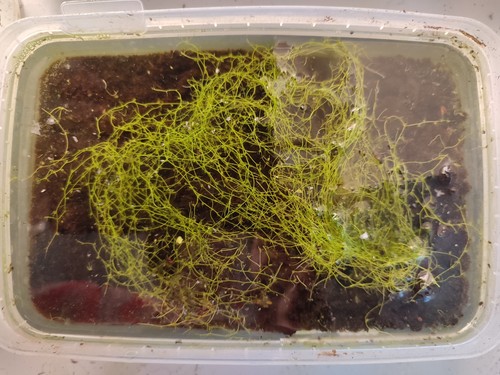Aquatic carnivorous plant - aquatic,