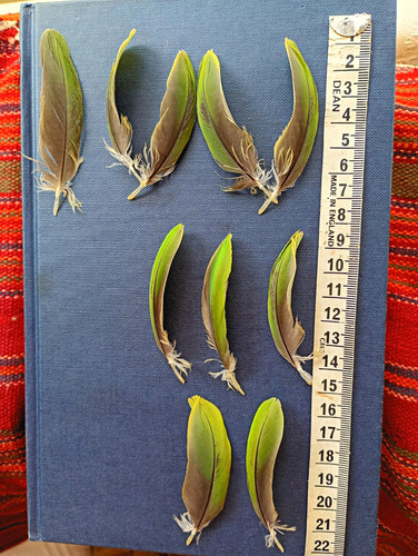 Parrot craft feathers green - craft,