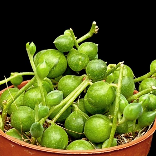 Senecio rowleyanus string - senecio,