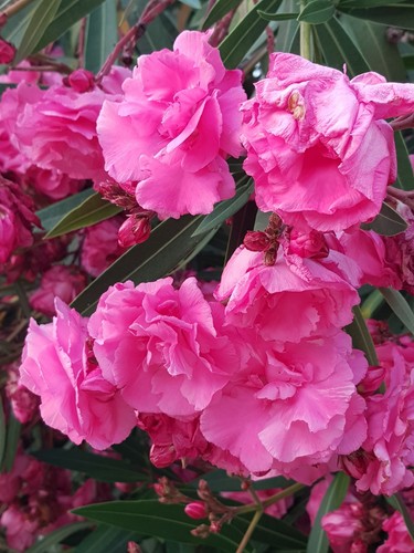 Scarlet oleander nerium - oleander,