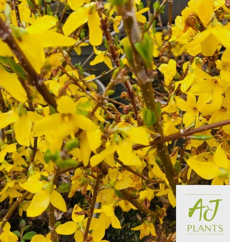 Forsythia intermedia week - x,