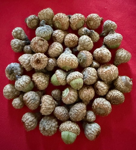Black oak acorns - 46,