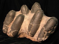  PRIVATE COLLECTOR QUALITY