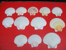 12 x  Natural Scallop scallops