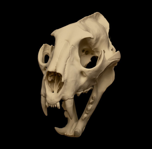 Leopard skull replica life - replica,