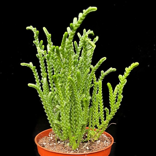 Crassula muscosa watch - muscosa, chain