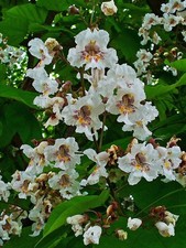 Catalpa bignonioides- Fabulous