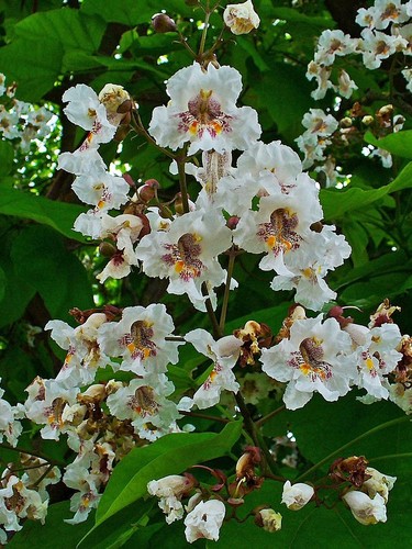 Catalpa bignonioides fabulous - catalpa,