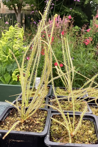 Drosera filiformis ssp