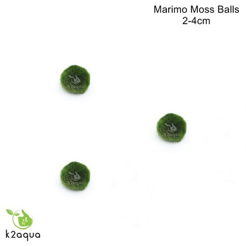 All sizes marimo moss - moss, balls