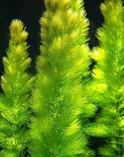 6x HORNWORT FOR POND AQUARIUM