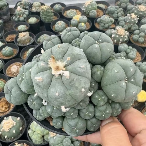 Succulent cactus plant - succulent,