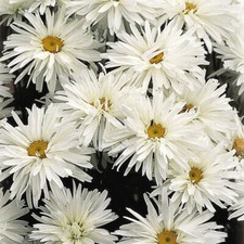 T&M Leucanthemum Crazy Daisy