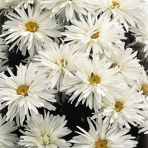 Leucanthemum crazy daisy - leucanthemum,