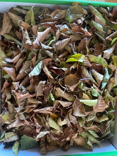 Leaf litter beech leaves - leaf, for