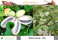 Akebia quinata Alba - Chocolate Wine Edible - 50-1,000 Seeds with Tag
